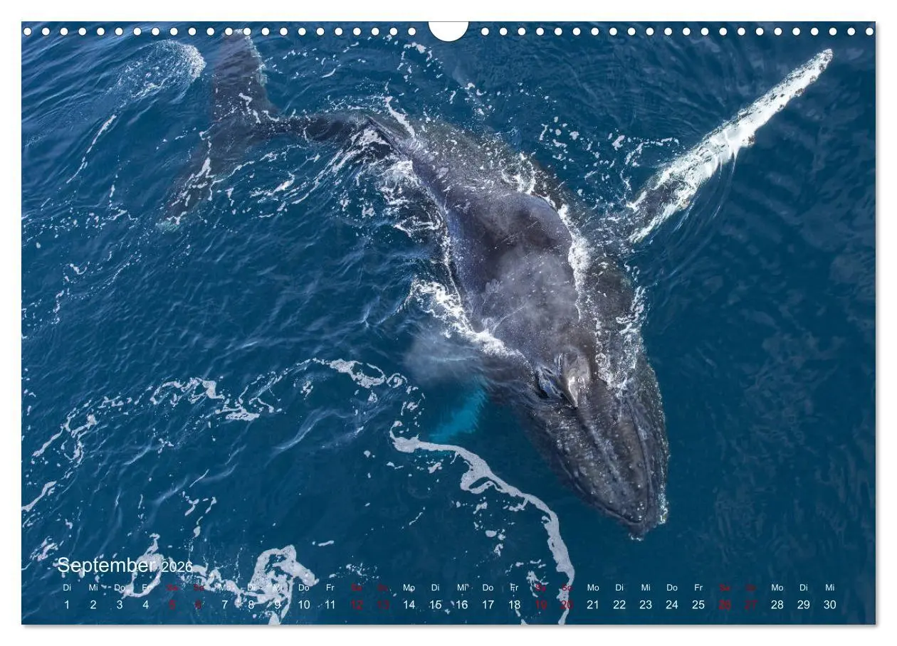 Bild: 9783457932537 | Antarktis, die eisige Heimat der Pinguine (Wandkalender 2026 DIN A3...