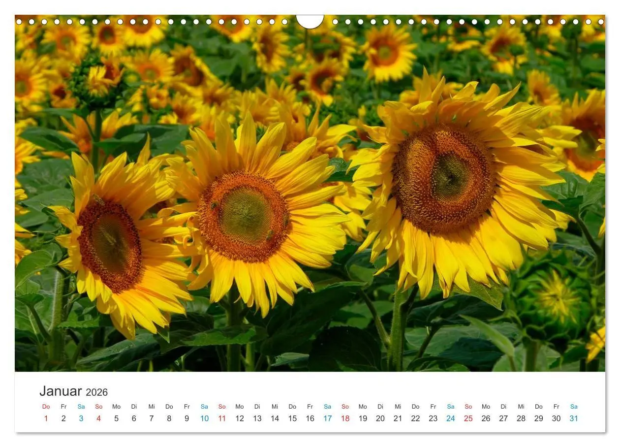 Bild: 9783516182637 | Sonnenblumen 2026 (Wandkalender 2026 DIN A3 quer), CALVENDO...