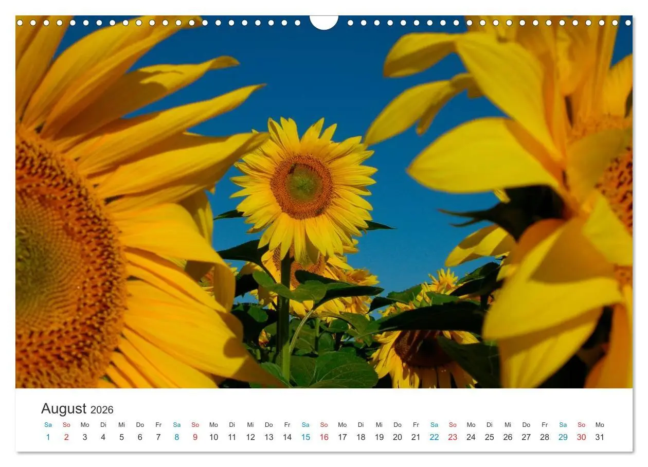 Bild: 9783516182637 | Sonnenblumen 2026 (Wandkalender 2026 DIN A3 quer), CALVENDO...
