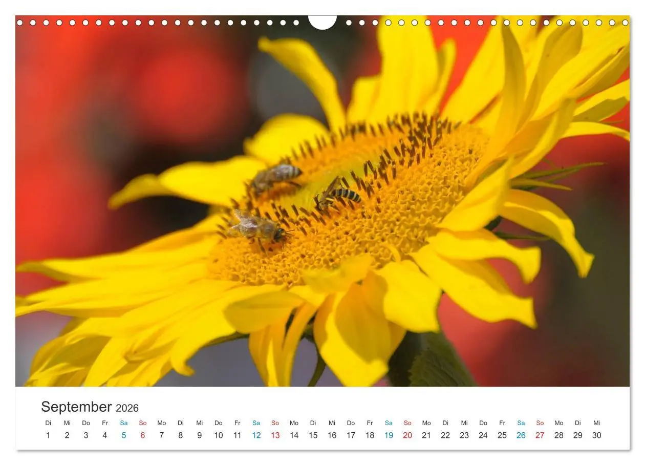 Bild: 9783516182637 | Sonnenblumen 2026 (Wandkalender 2026 DIN A3 quer), CALVENDO...