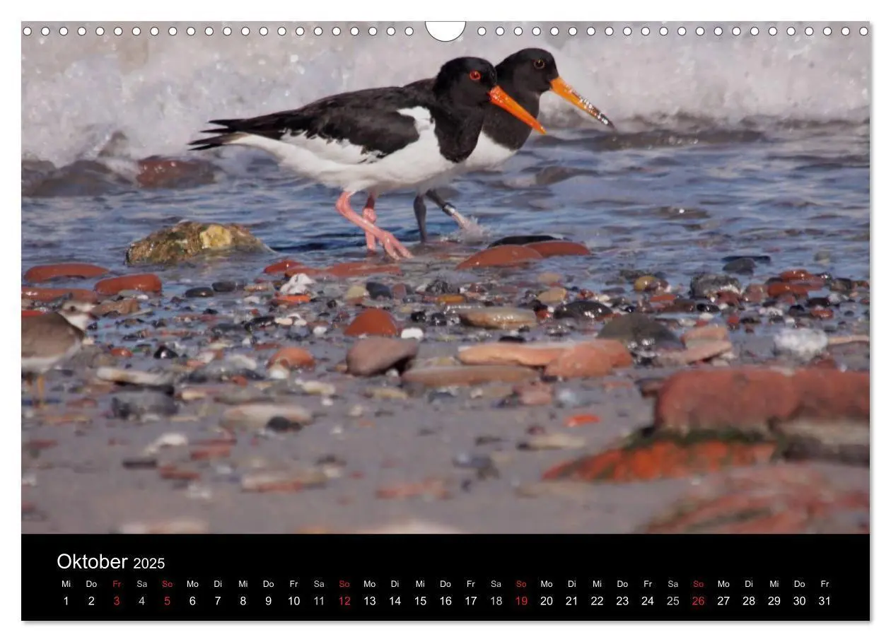 Bild: 9783435512737 | Limikolen Watvögel auf dem Zug (Wandkalender 2025 DIN A3 quer),...