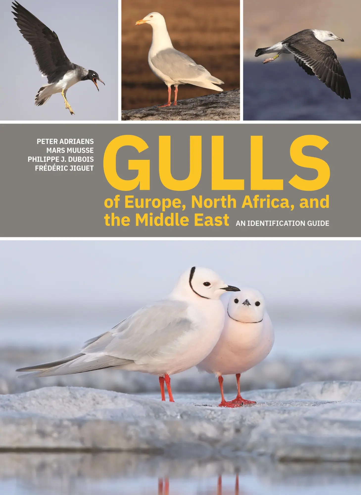Cover: 9780691222837 | Gulls of Europe, North Africa, and the Middle East | Adriaens (u. a.) Cover: 9780691222837 | Gulls of Europe, North Africa, and the Middle East | Adriaens (u. a.)