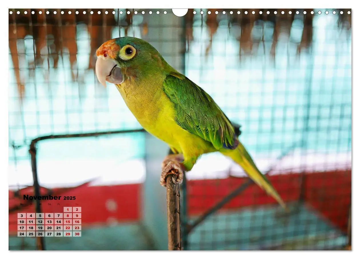 Bild: 9783435432837 | Nicaraguas faszinierende Flora &amp; Fauna (Wandkalender 2025 DIN A3...