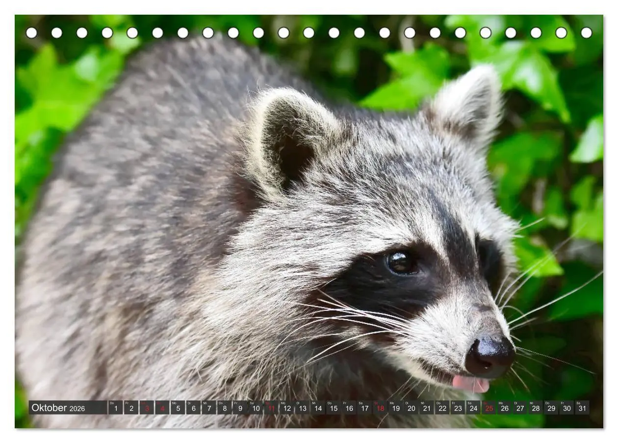 Bild: 9783457692837 | Besuch vom Waschbär (Tischkalender 2026 DIN A5 quer), CALVENDO...