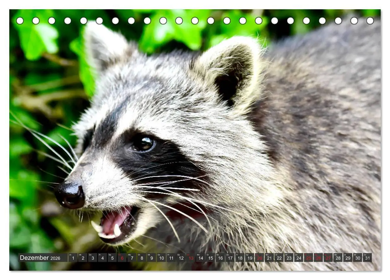 Bild: 9783457692837 | Besuch vom Waschbär (Tischkalender 2026 DIN A5 quer), CALVENDO...