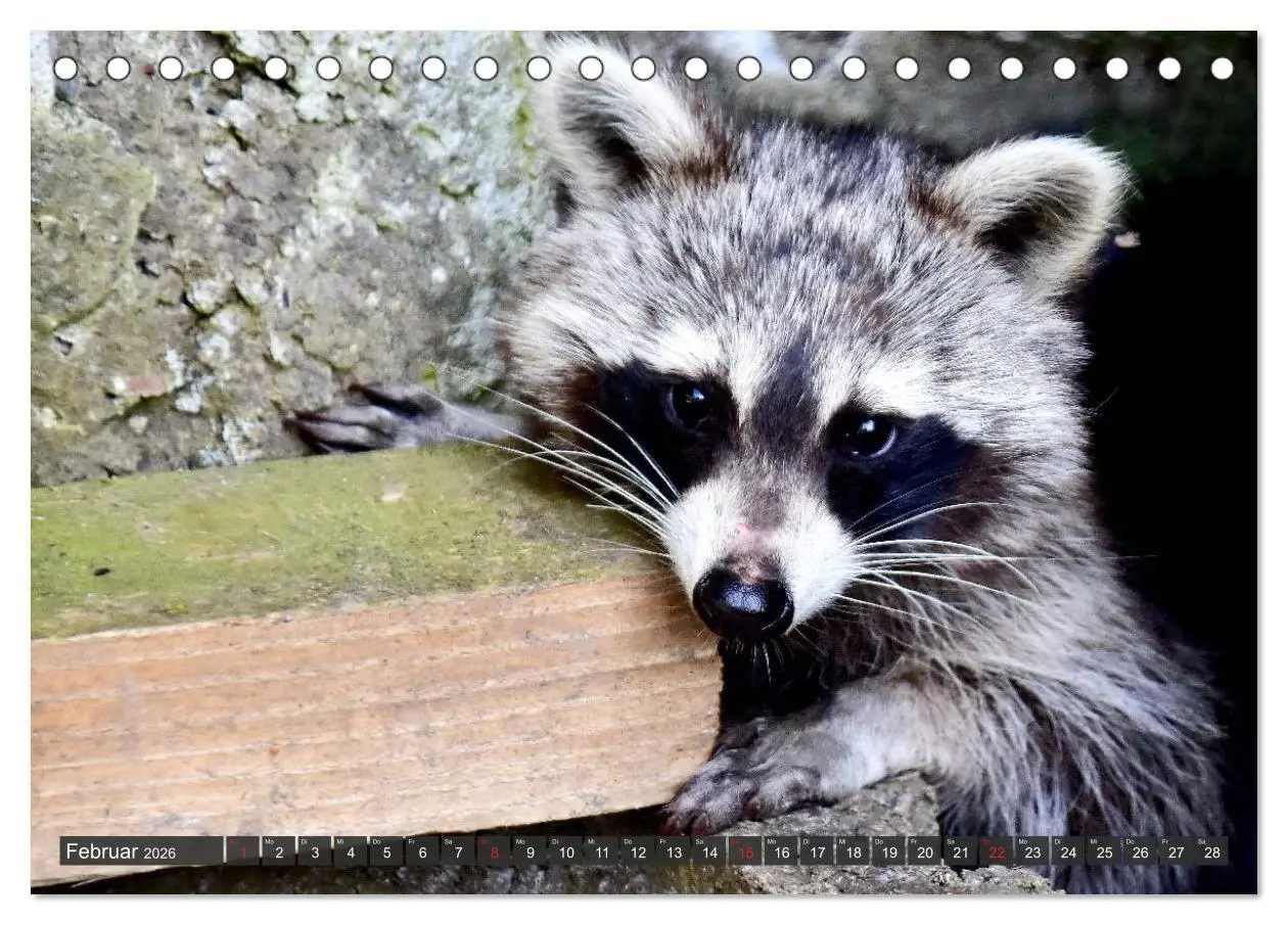Bild: 9783457692837 | Besuch vom Waschbär (Tischkalender 2026 DIN A5 quer), CALVENDO...