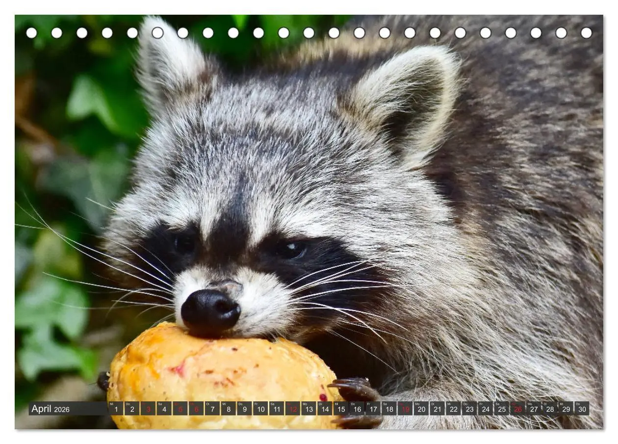 Bild: 9783457692837 | Besuch vom Waschbär (Tischkalender 2026 DIN A5 quer), CALVENDO...