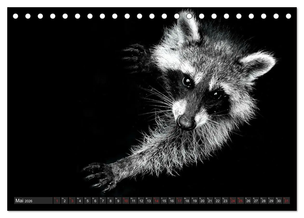 Bild: 9783457692837 | Besuch vom Waschbär (Tischkalender 2026 DIN A5 quer), CALVENDO...