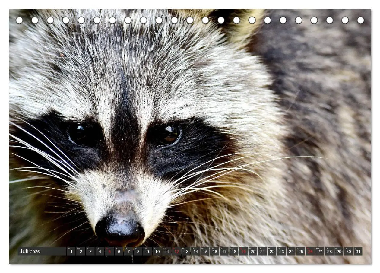 Bild: 9783457692837 | Besuch vom Waschbär (Tischkalender 2026 DIN A5 quer), CALVENDO...