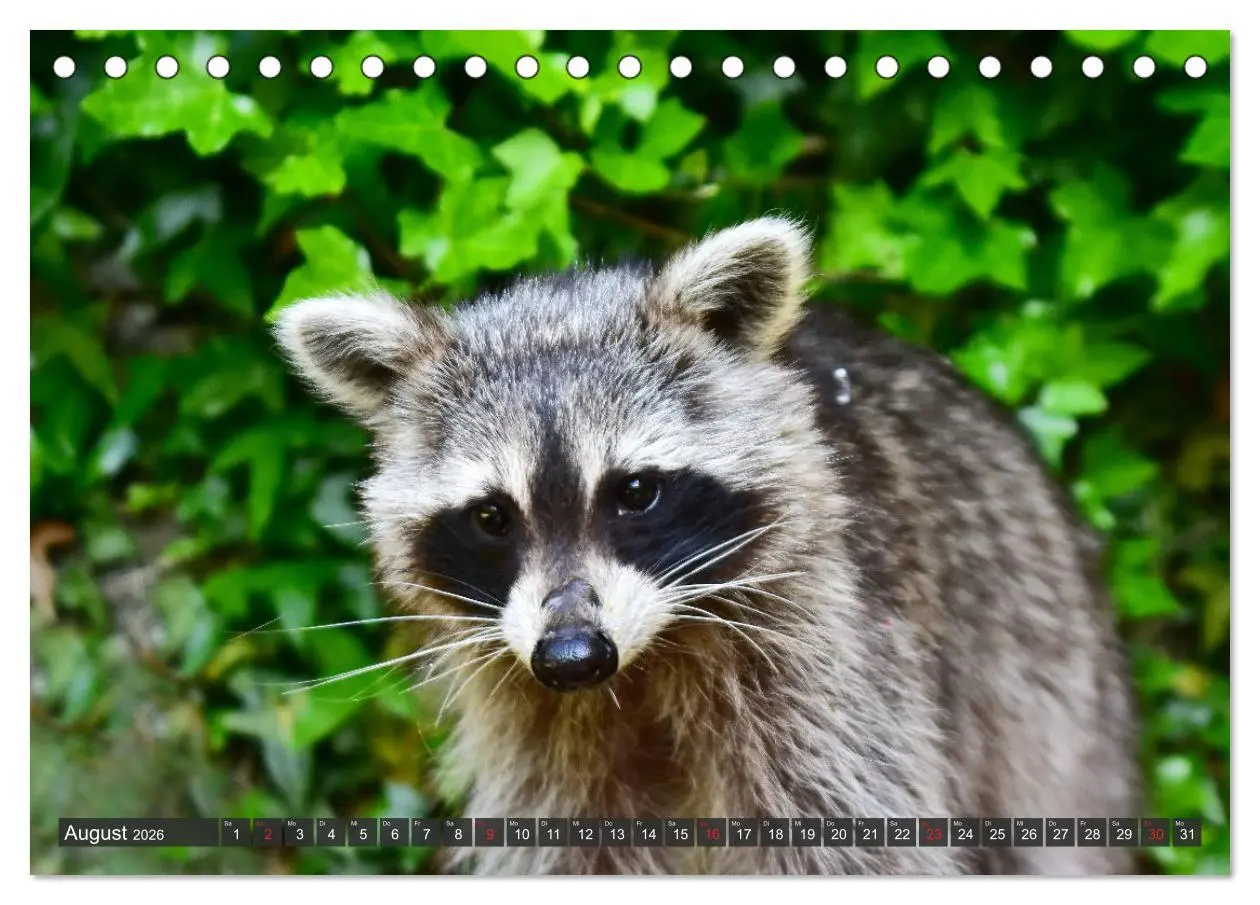 Bild: 9783457692837 | Besuch vom Waschbär (Tischkalender 2026 DIN A5 quer), CALVENDO...