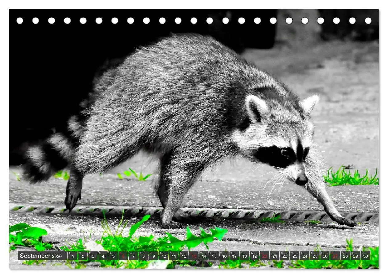 Bild: 9783457692837 | Besuch vom Waschbär (Tischkalender 2026 DIN A5 quer), CALVENDO...