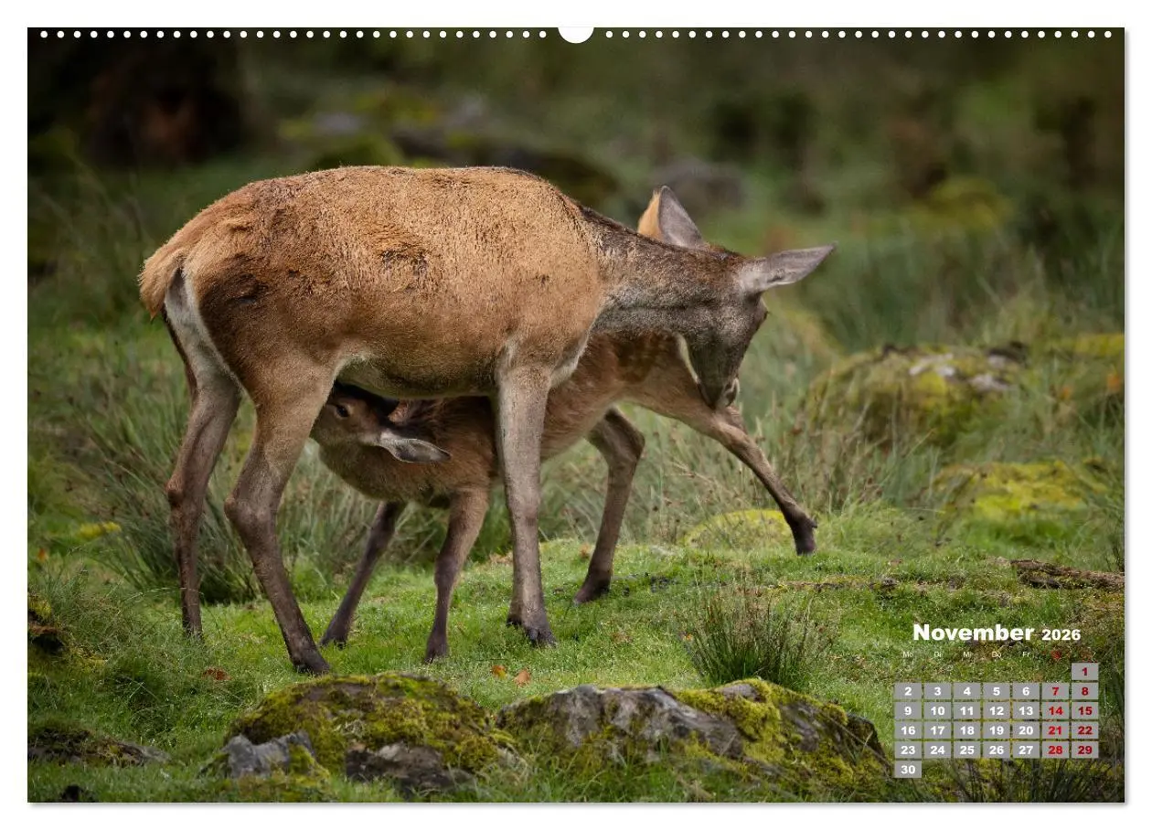 Bild: 9783457442937 | Krafttier Hirsch (hochwertiger Premium Wandkalender 2026 DIN A2...