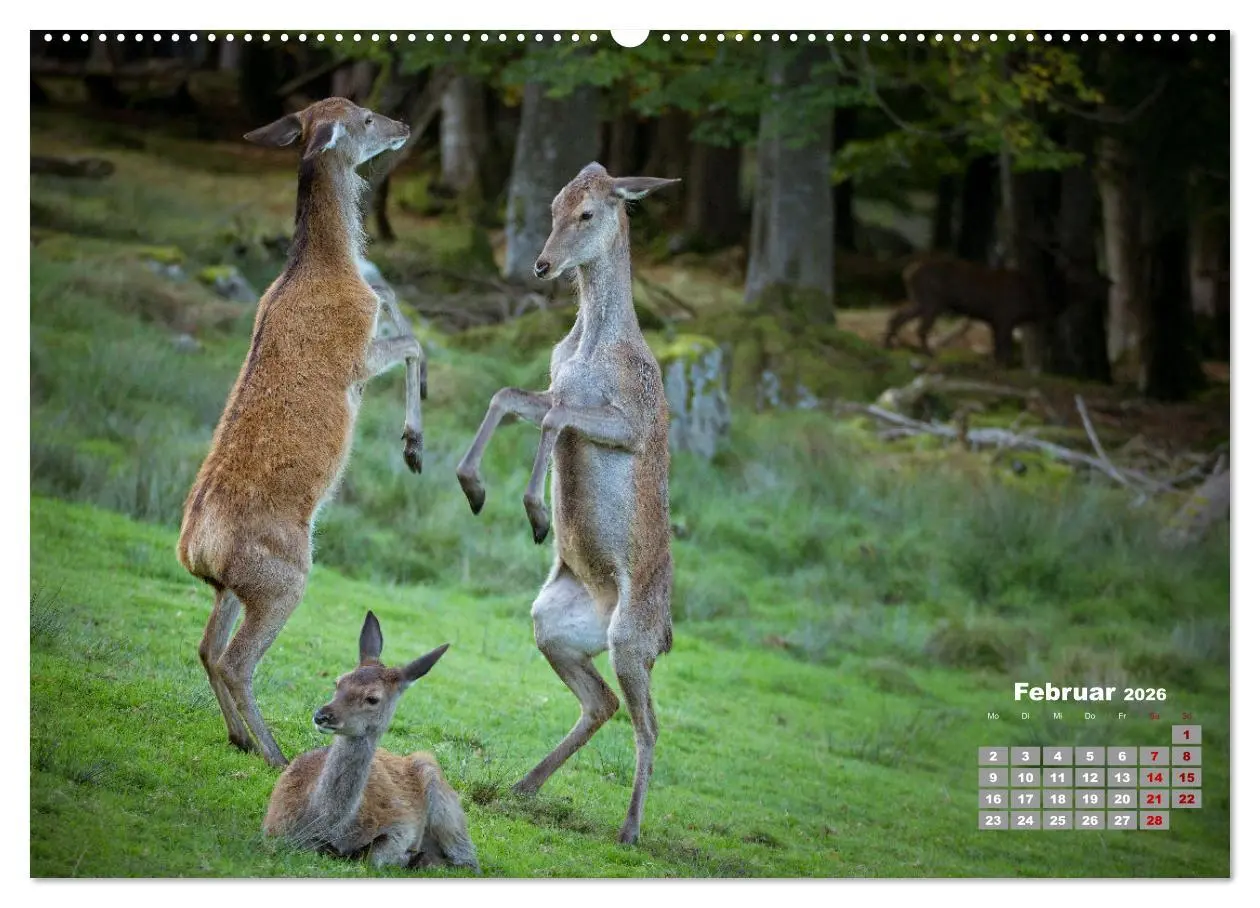 Bild: 9783457442937 | Krafttier Hirsch (hochwertiger Premium Wandkalender 2026 DIN A2...