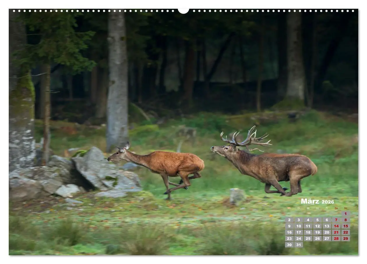 Bild: 9783457442937 | Krafttier Hirsch (hochwertiger Premium Wandkalender 2026 DIN A2...