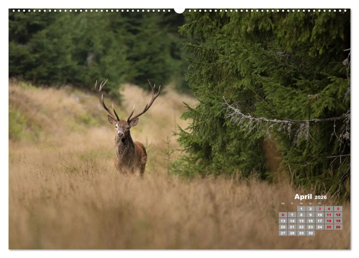 Bild: 9783457442937 | Krafttier Hirsch (hochwertiger Premium Wandkalender 2026 DIN A2...