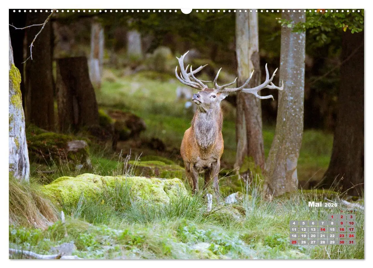 Bild: 9783457442937 | Krafttier Hirsch (hochwertiger Premium Wandkalender 2026 DIN A2...