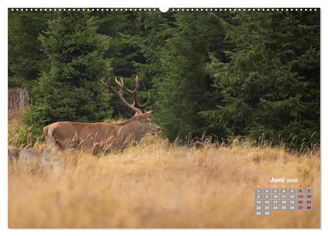 Bild: 9783457442937 | Krafttier Hirsch (hochwertiger Premium Wandkalender 2026 DIN A2...