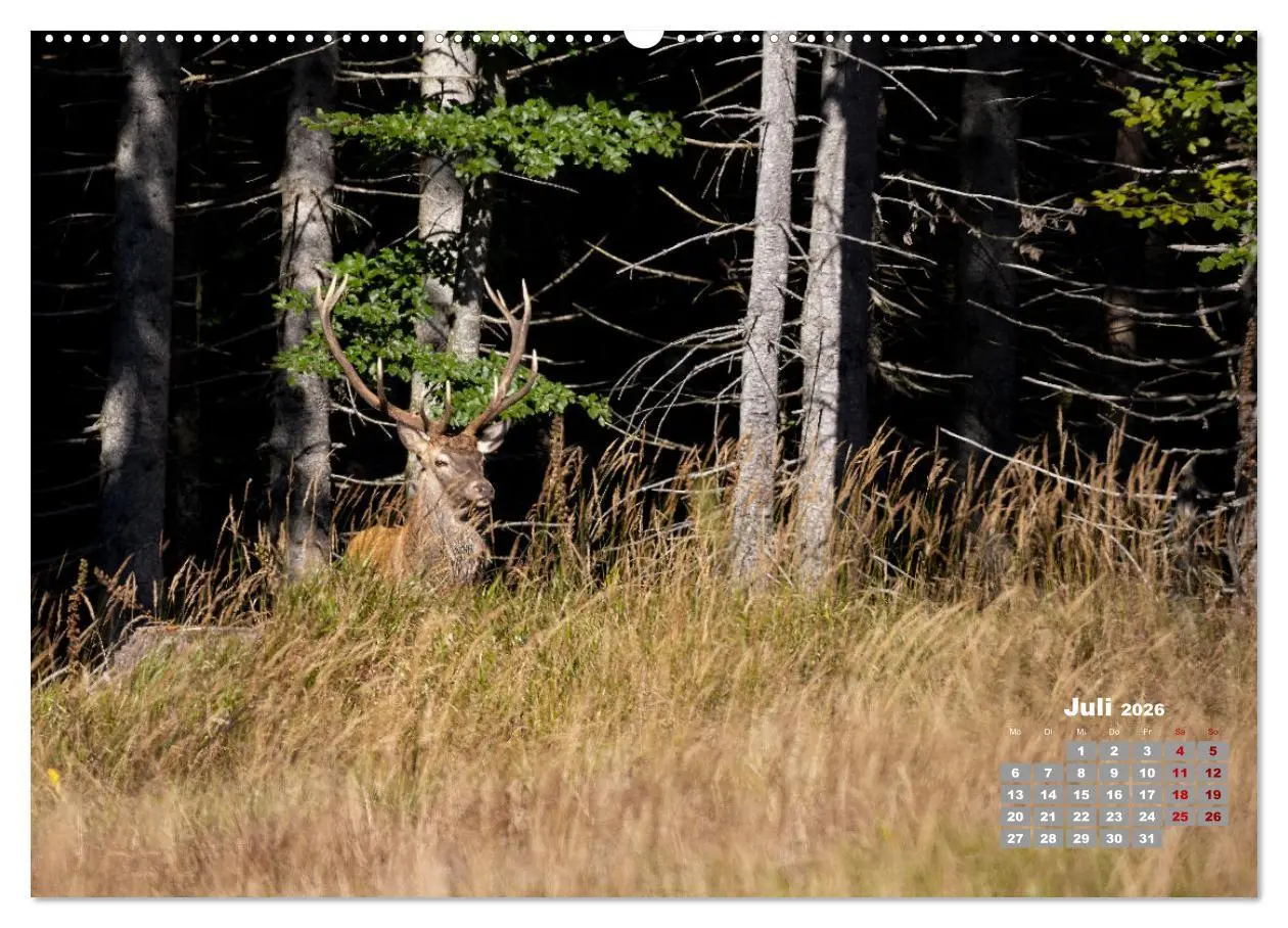 Bild: 9783457442937 | Krafttier Hirsch (hochwertiger Premium Wandkalender 2026 DIN A2...
