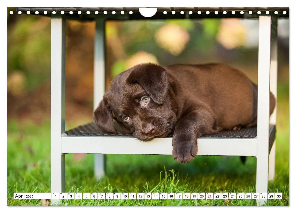 Bild: 9783435313037 | Freund auf 4 Pfoten - Labrador Retriever (Wandkalender 2025 DIN A4...
