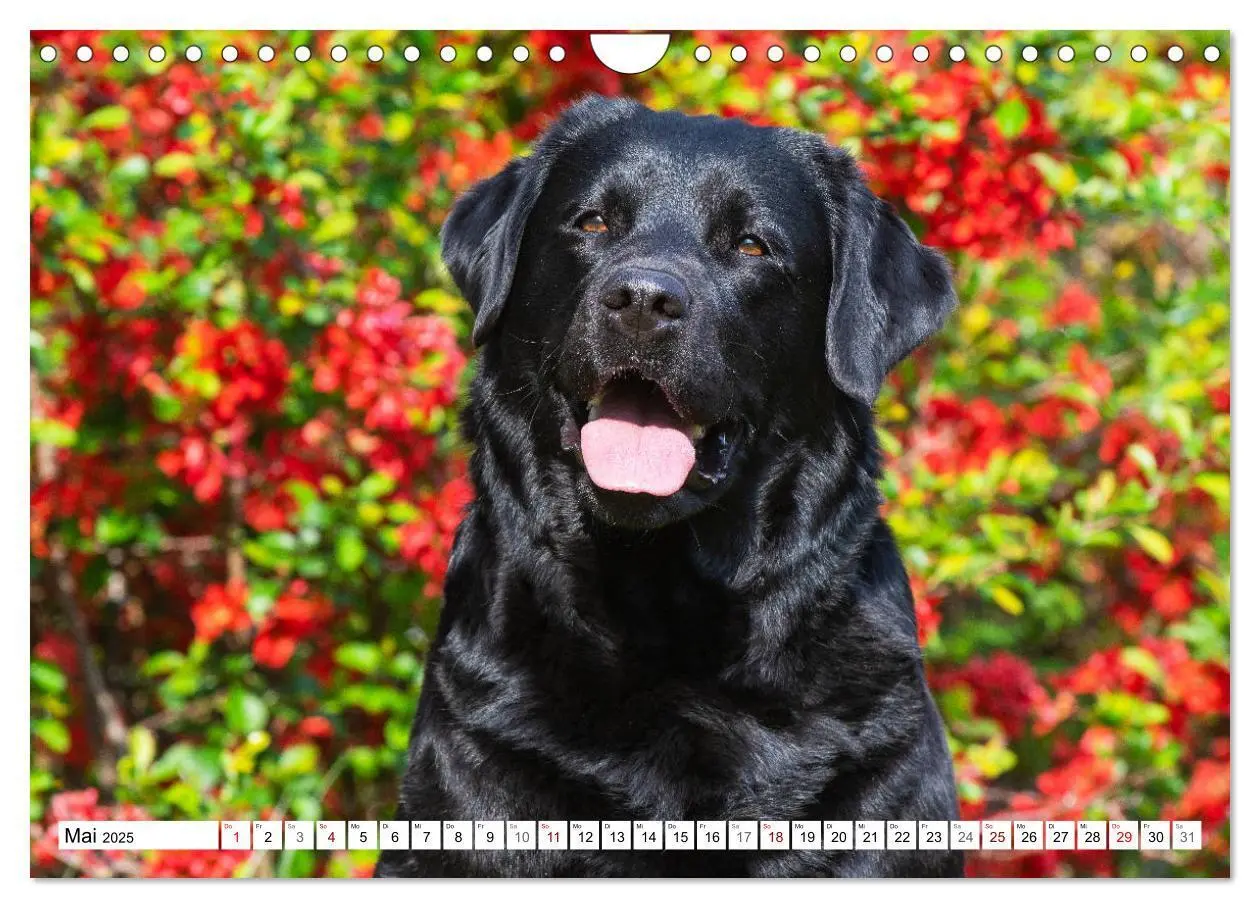 Bild: 9783435313037 | Freund auf 4 Pfoten - Labrador Retriever (Wandkalender 2025 DIN A4...