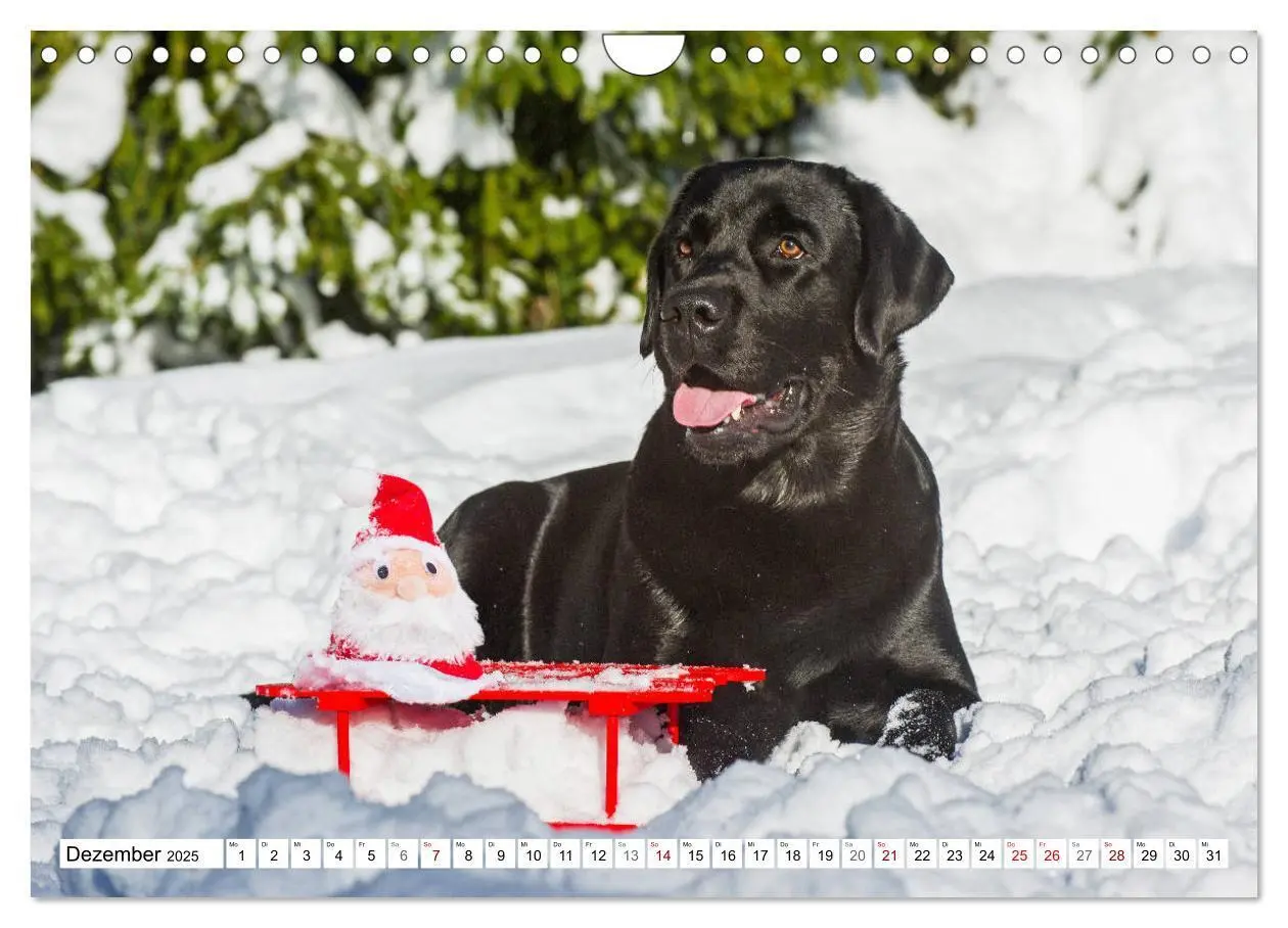 Bild: 9783435313037 | Freund auf 4 Pfoten - Labrador Retriever (Wandkalender 2025 DIN A4...