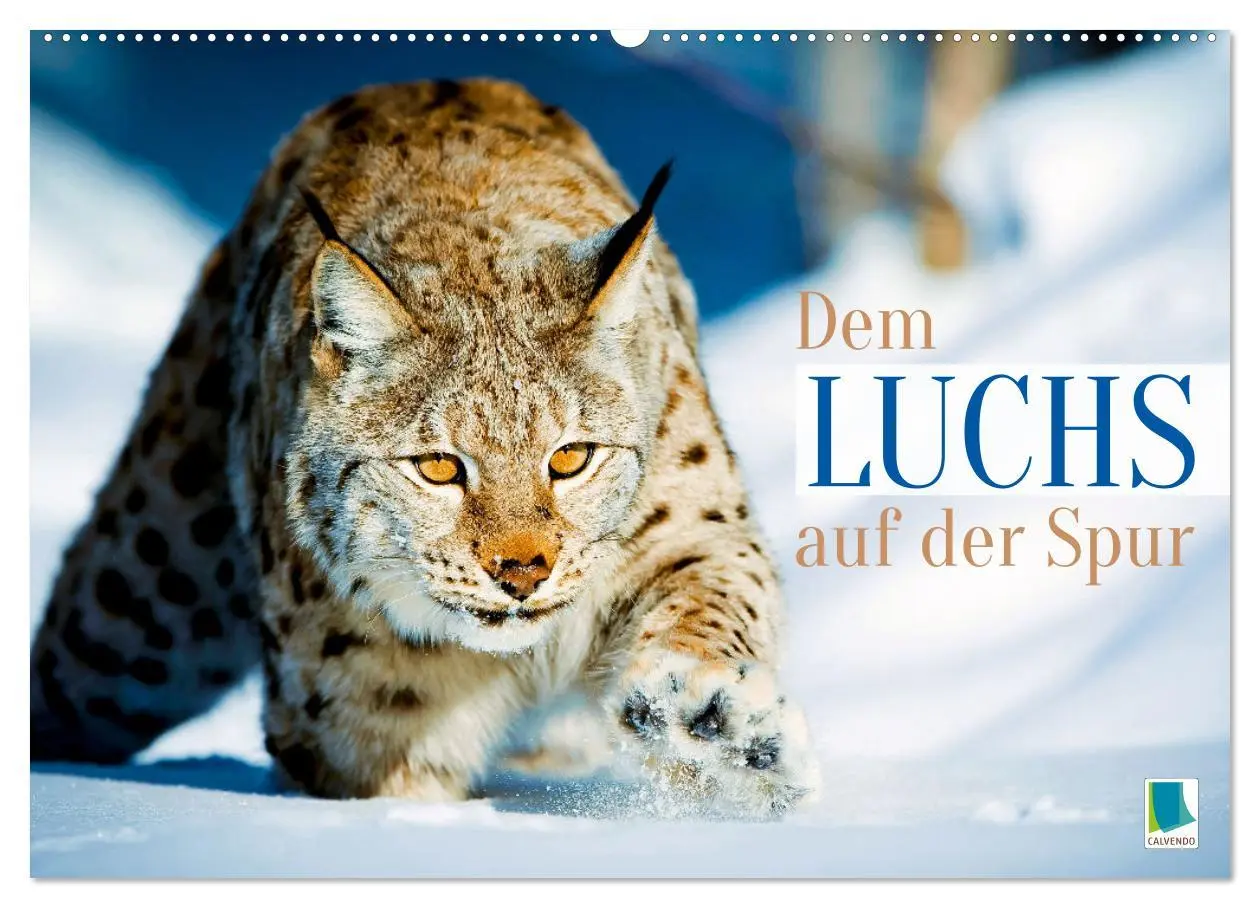 Cover: 9783457943137 | Dem Luchs auf der Spur (Wandkalender 2026 DIN A2 quer), CALVENDO...