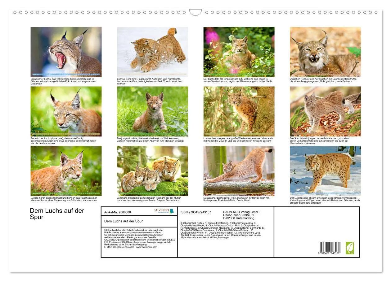 Bild: 9783457943137 | Dem Luchs auf der Spur (Wandkalender 2026 DIN A2 quer), CALVENDO...