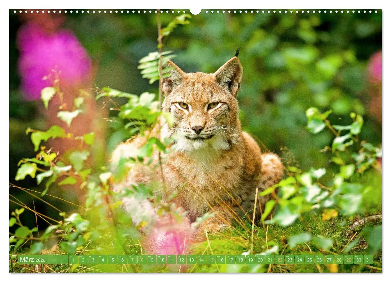 Bild: 9783457943137 | Dem Luchs auf der Spur (Wandkalender 2026 DIN A2 quer), CALVENDO...