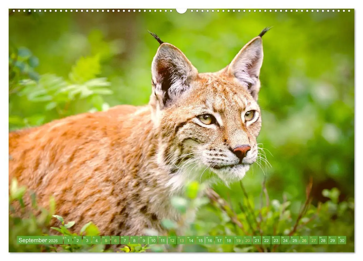 Bild: 9783457943137 | Dem Luchs auf der Spur (Wandkalender 2026 DIN A2 quer), CALVENDO...