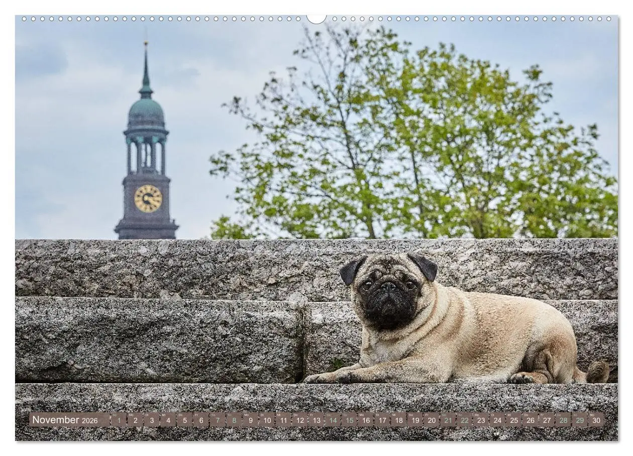 Bild: 9783457853337 | Hamburg - Stadt der Möpse (Wandkalender 2026 DIN A2 quer), CALVENDO...