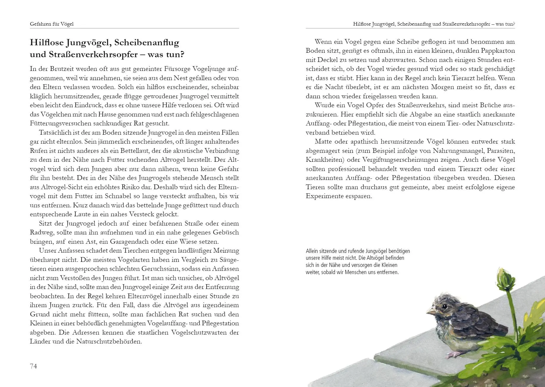Bild: 9783895663437 | Vögel in der Stadt | Klaus Richarz | Buch | 160 S. | Deutsch | 2015