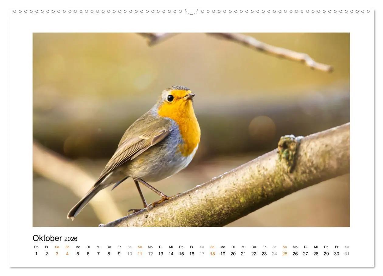 Bild: 9783457383537 | Zauberhafte Rotkehlchen (hochwertiger Premium Wandkalender 2026 DIN...