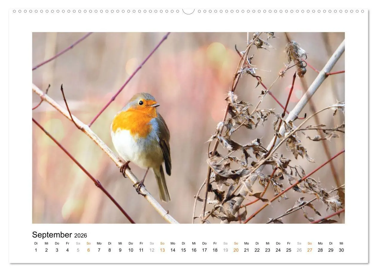 Bild: 9783457383537 | Zauberhafte Rotkehlchen (hochwertiger Premium Wandkalender 2026 DIN...
