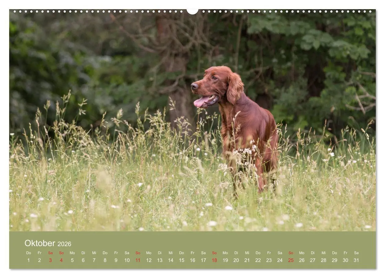 Bild: 9783457763537 | Setter - Geliebter Freund und Jagdkamerad (Wandkalender 2026 DIN A2...