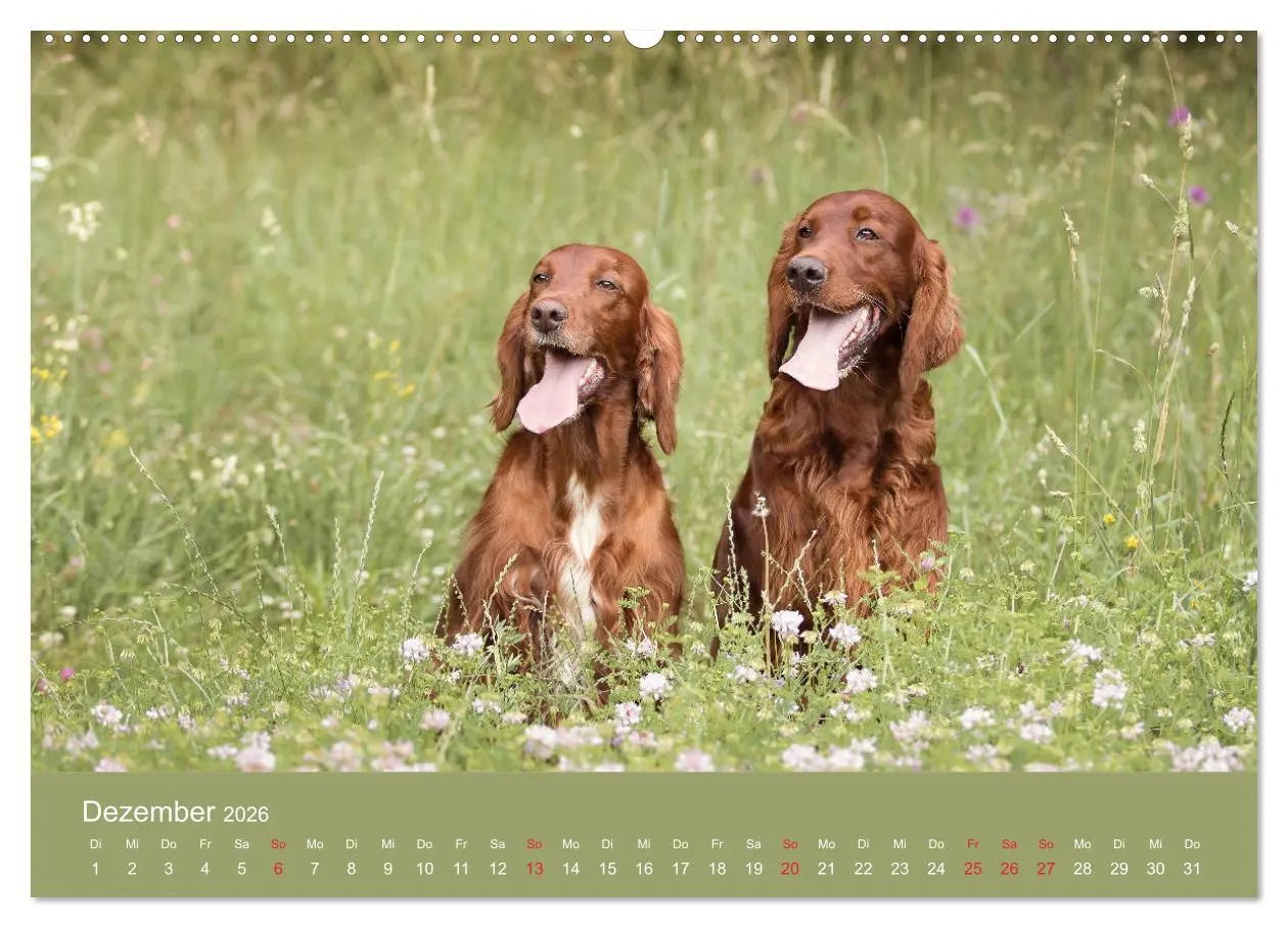 Bild: 9783457763537 | Setter - Geliebter Freund und Jagdkamerad (Wandkalender 2026 DIN A2...