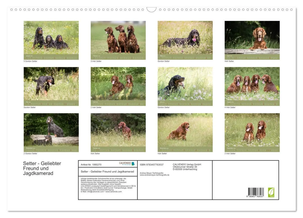 Bild: 9783457763537 | Setter - Geliebter Freund und Jagdkamerad (Wandkalender 2026 DIN A2...