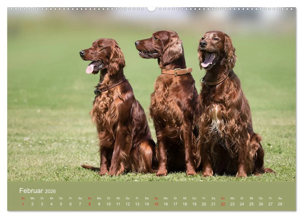 Bild: 9783457763537 | Setter - Geliebter Freund und Jagdkamerad (Wandkalender 2026 DIN A2...