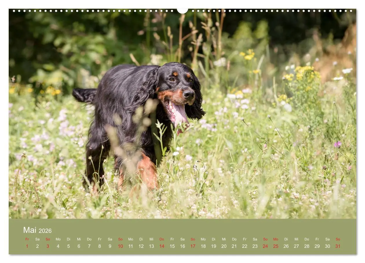 Bild: 9783457763537 | Setter - Geliebter Freund und Jagdkamerad (Wandkalender 2026 DIN A2...