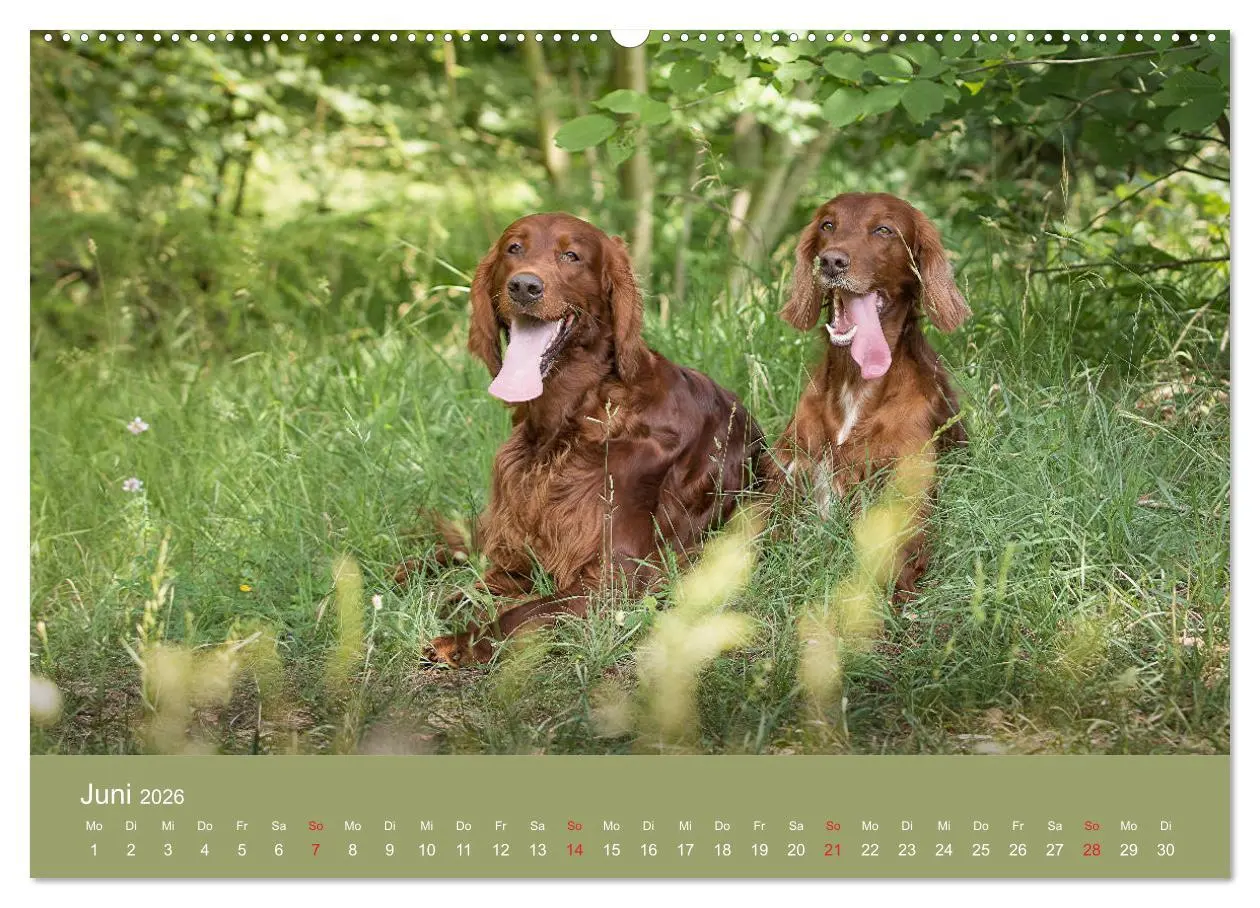 Bild: 9783457763537 | Setter - Geliebter Freund und Jagdkamerad (Wandkalender 2026 DIN A2...