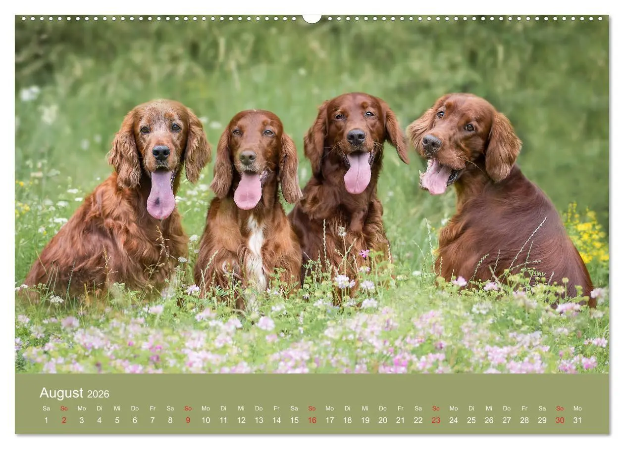 Bild: 9783457763537 | Setter - Geliebter Freund und Jagdkamerad (Wandkalender 2026 DIN A2...