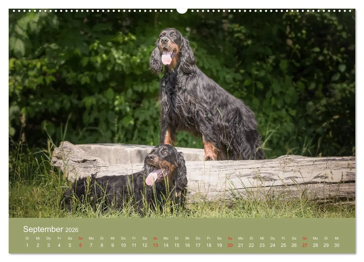 Bild: 9783457763537 | Setter - Geliebter Freund und Jagdkamerad (Wandkalender 2026 DIN A2...