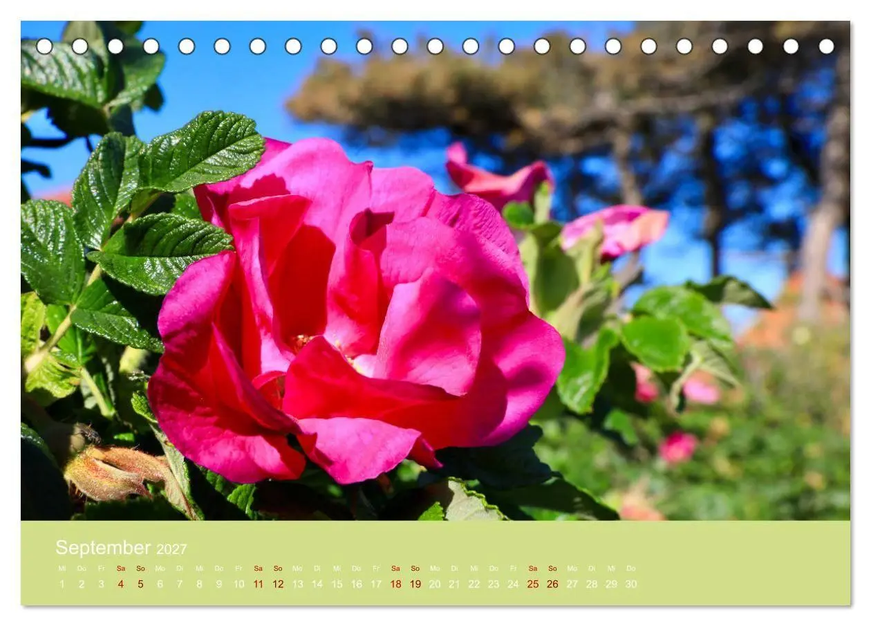 Bild: 9783569563537 | Hiddensee mon amour (Tischkalender 2027 DIN A5 quer), CALVENDO...