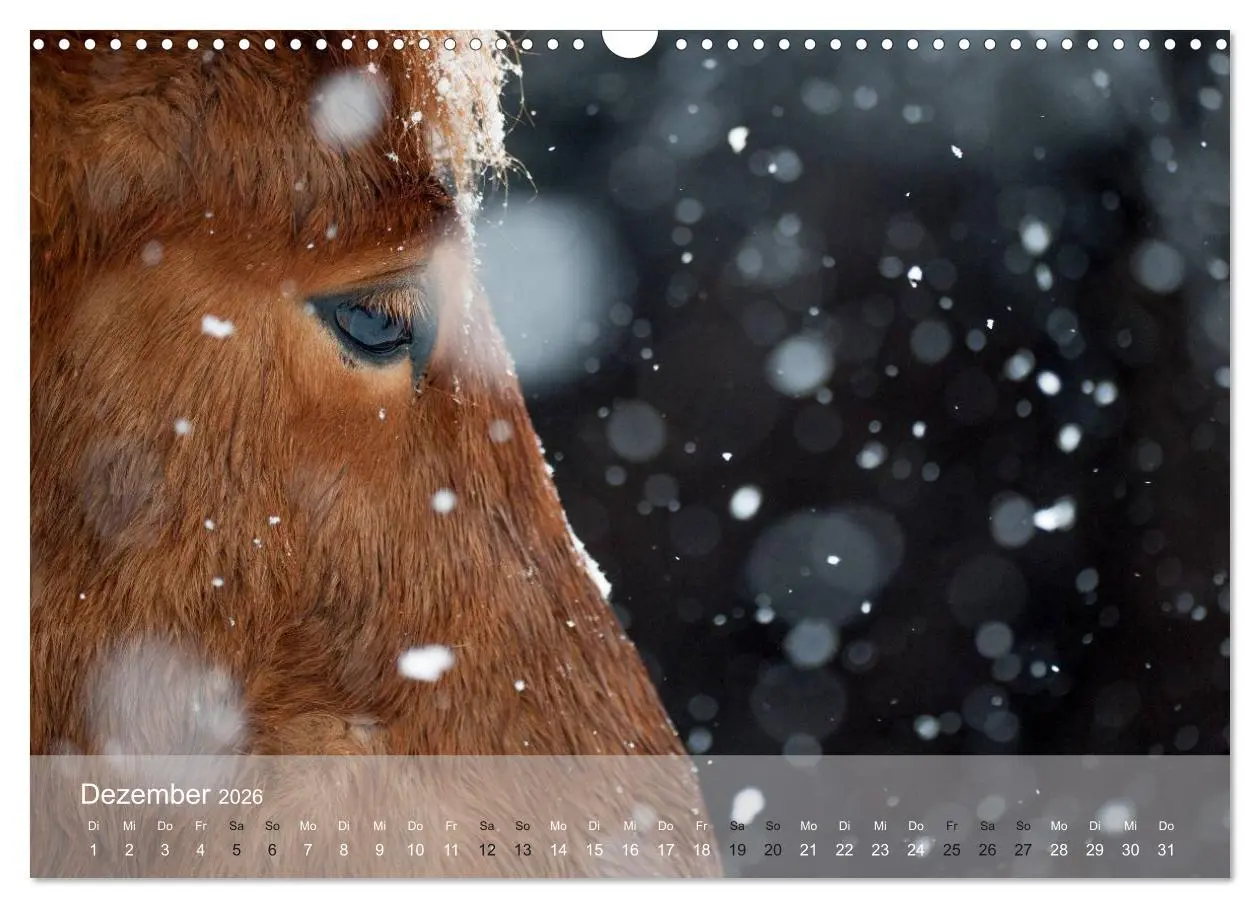Bild: 9783457993637 | Islandpferde - Stolz und Stark durch Sommer und Winter...