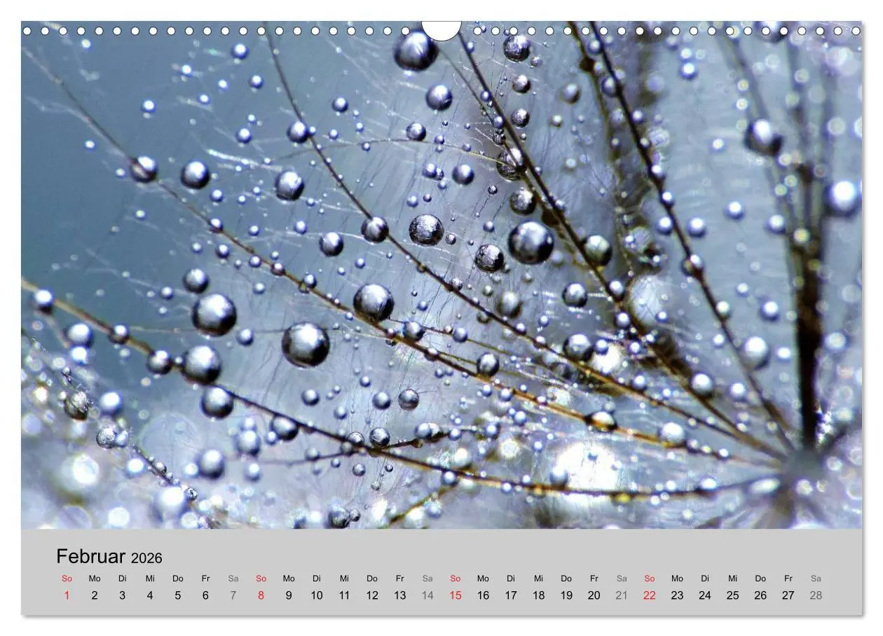 Bild: 9783516153637 | Naturjuwel Pusteblume (Wandkalender 2026 DIN A3 quer), CALVENDO...