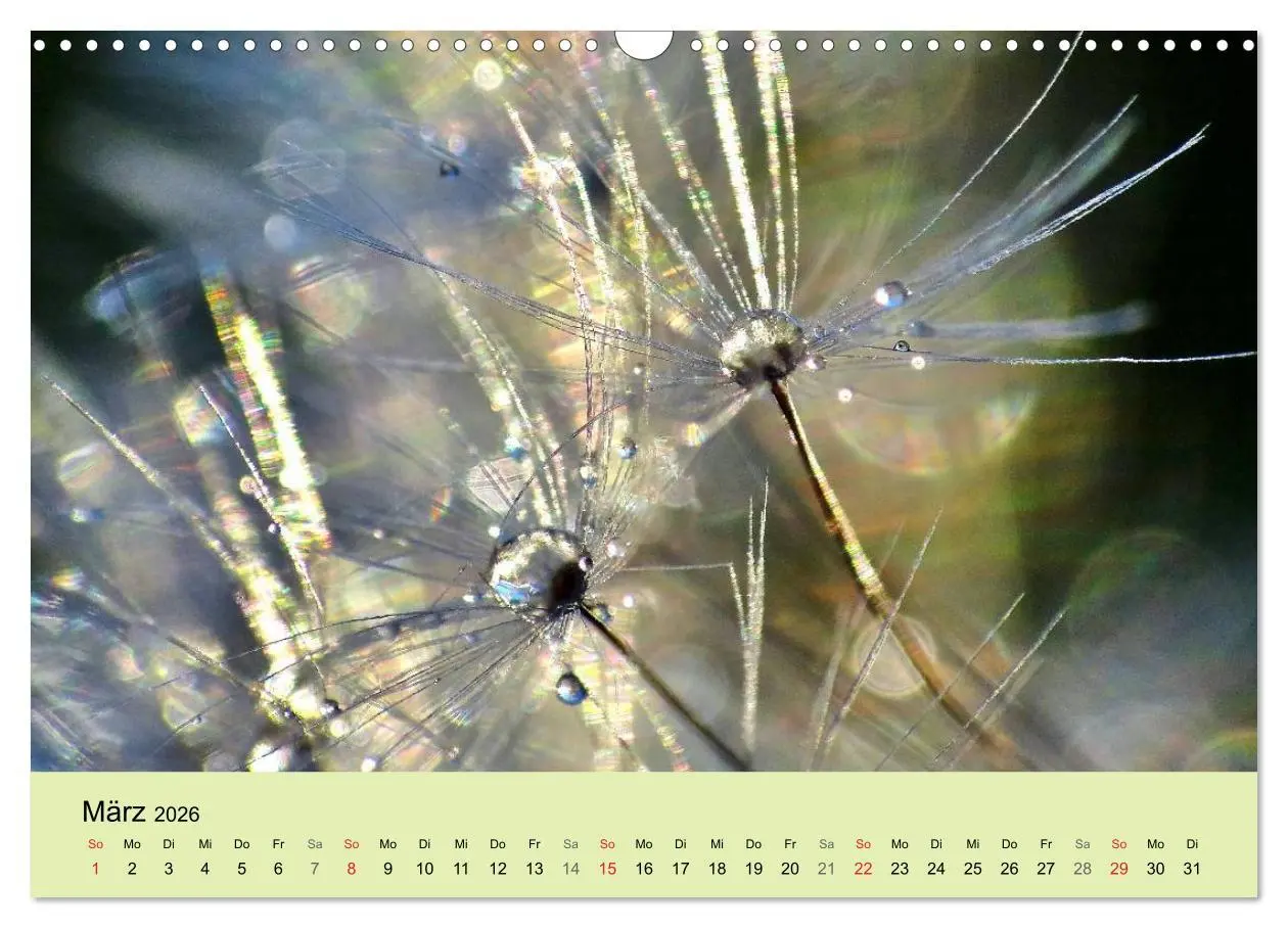 Bild: 9783516153637 | Naturjuwel Pusteblume (Wandkalender 2026 DIN A3 quer), CALVENDO...