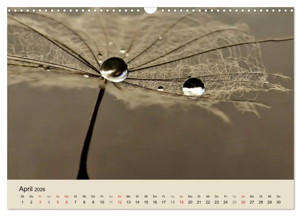Bild: 9783516153637 | Naturjuwel Pusteblume (Wandkalender 2026 DIN A3 quer), CALVENDO...