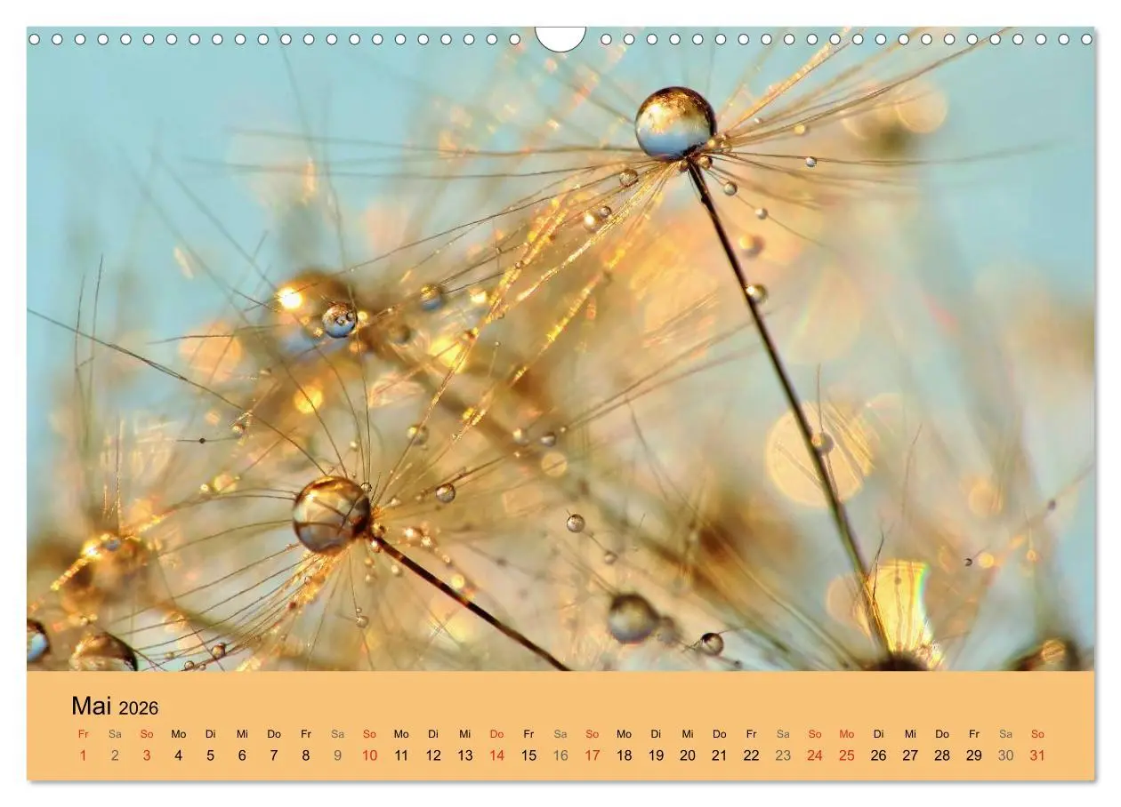 Bild: 9783516153637 | Naturjuwel Pusteblume (Wandkalender 2026 DIN A3 quer), CALVENDO...