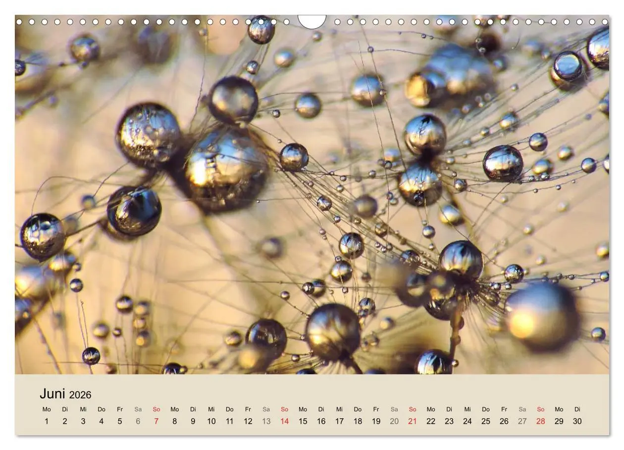Bild: 9783516153637 | Naturjuwel Pusteblume (Wandkalender 2026 DIN A3 quer), CALVENDO...