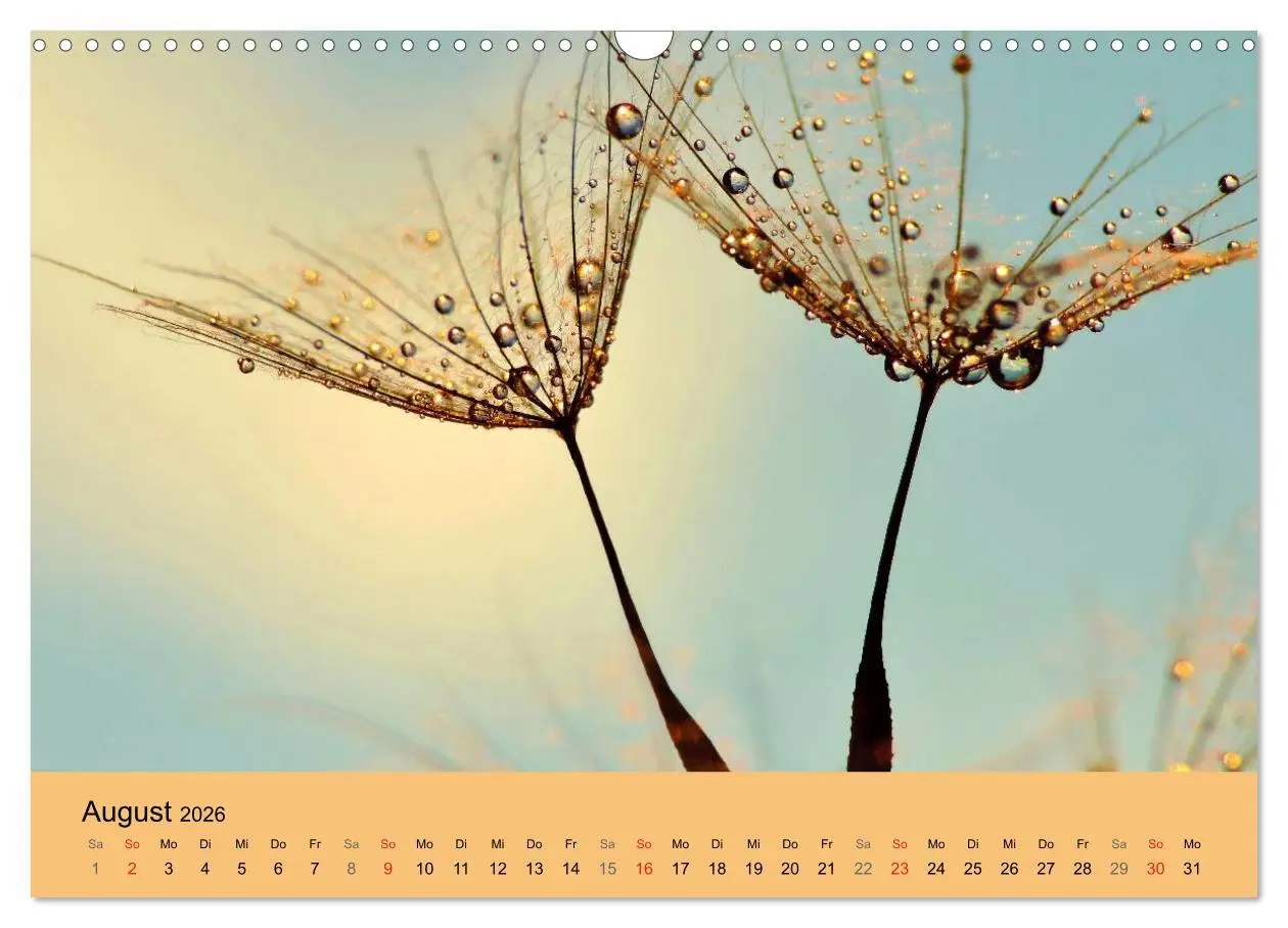 Bild: 9783516153637 | Naturjuwel Pusteblume (Wandkalender 2026 DIN A3 quer), CALVENDO...