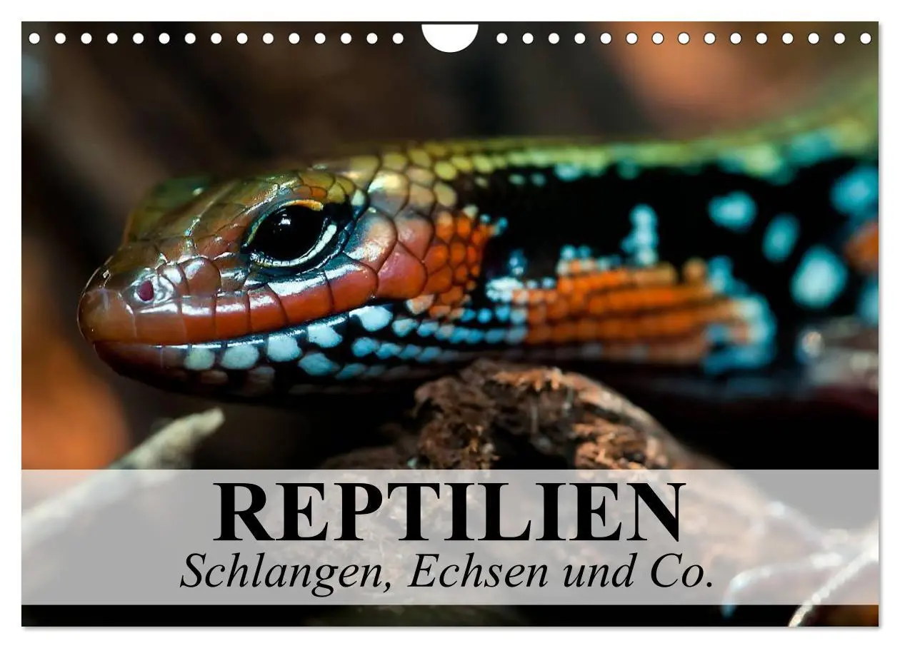 Cover: 9783516073737 | Reptilien Schlangen, Echsen und Co. (Wandkalender 2026 DIN A4...